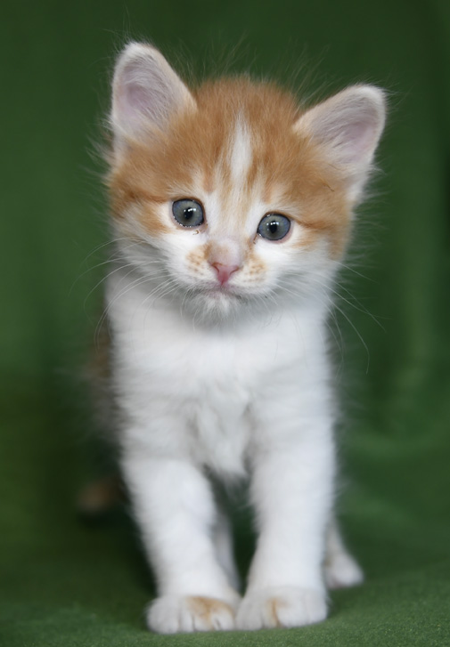 sibirisk kattunge Aldermin